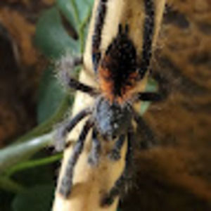 Meet your Posher, Kråke